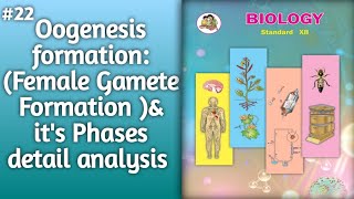 Oogenesis Explained Female Gamete Formation amp Phases l formation of Oogenesis l Oogenesis process [upl. by Darnoc]