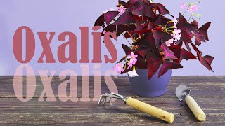 HOW to PROPAGATE OXALIS Triangularis by dividing  Watering tips [upl. by Janenna772]