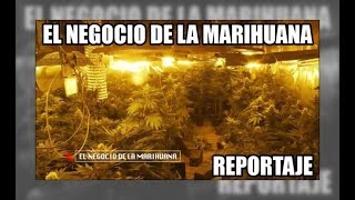 El negocio de la marihuana  Aduanas SVA [upl. by Yllas424]