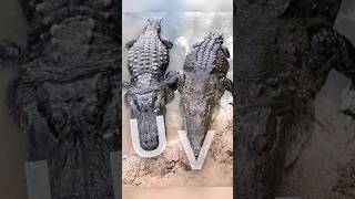 Whats the difference between crocodile amp alligator [upl. by Folsom613]