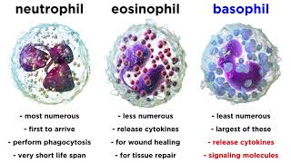 Types of Immune Cells Part 2 Myeloid and Lymphoid Lineages [upl. by Nitaj]