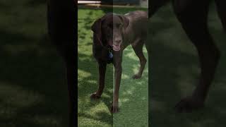 Dogs Barking Sound Compilation See How Your Dog RESPOND shorts [upl. by Quirk640]