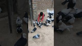 hath Sa Shirazi Kabootar ko pakr liya 153  shorts viral pigeon [upl. by Tyree]