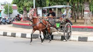 KUDA DELMAN PARKIR ALUN ALUN PURBALINGGA [upl. by Ojibbob359]