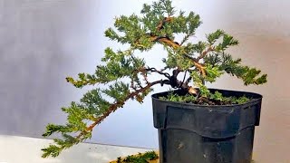 How to Transform a juniper nursery plant for the First time to a cascade bonsai for beginners [upl. by Dennison]