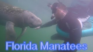 Swimming With Manatees  Crystal River amp Ginnie Springs  MyAdventureHat [upl. by Akinnor]