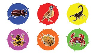 Pets Golden Beetle Pacman Frog Crab Scorpion Rhino Beetle Quail [upl. by Geehan]