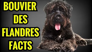 Bouviers des Flandres Facts  Top 13 Facts You Must Know [upl. by Ethbin692]