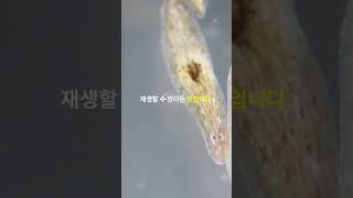 플라나리아를 알아보자 planarian [upl. by David711]