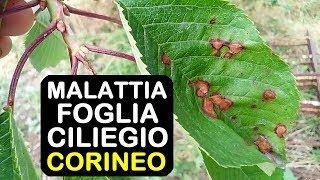 MALATTIA FOGLIA CILIEGIO CORINEO [upl. by Cinom242]