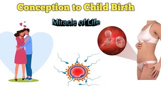 A Journey From Fertilization to Child Birth  The Mircacle Of Life  3D animation [upl. by Ahsiakal]