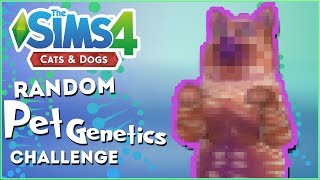 Adding Some Rainbow Catous 🎲 Random Pet Genetics Challenge  Experiment 4 [upl. by Symons]