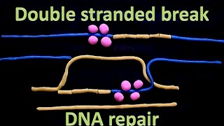 Double strand break repair  homologous recombination [upl. by Alhan]