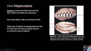 BIOL 1407 Lab 38 Mollusca [upl. by Zingale]