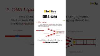 DNA Ligase  replication of DNA shorts shortsfeed trendingshorts [upl. by Eceinal]