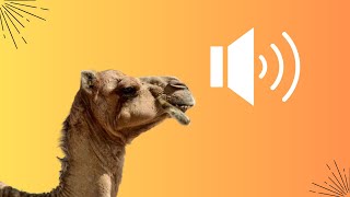 Dromedary Calls Voices of the Desert [upl. by Skyler367]