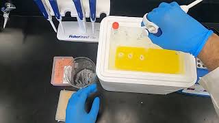 Polyacrylamide Gel Electrophoresis PAGE and Western Blotting [upl. by Jethro198]