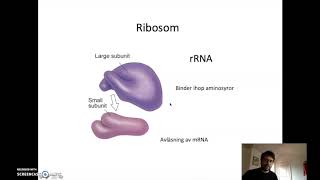 Proteinsyntesen  Translation [upl. by Bagger]