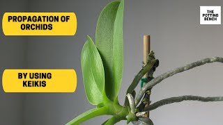 Propagation of Orchids By Using Keiki  Reproducing orchids [upl. by Viviane]