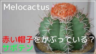 Melocactus matanzanus メロカクタス マタンザヌス 朱雲  品種紹介 [upl. by Geibel]