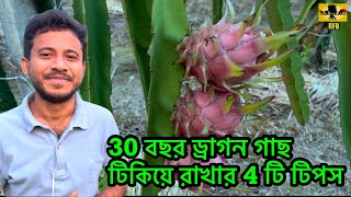 2530 বছর ড্রাগন গাছ সুস্থ বাঁচিয়ে রাখার 4 টি টিপস  4 tips to dragon tree healthy for 2530 years [upl. by Ruy]