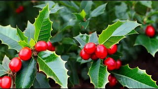 How to Prune Holly Shrubs Techniques for Healthy Growth [upl. by Brookes]