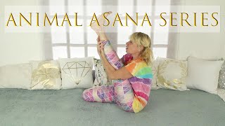 Animal Asana Series  Krauncasana [upl. by Yrrap331]