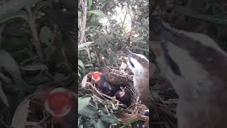 Yellowvented bulbul Two baby birds compete for food [upl. by Westleigh]