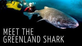 Meet The Greenland Shark HD [upl. by Winsor]