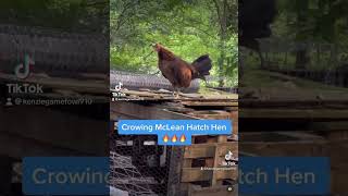 Crowing McLean Hatch Broodhen chickens gamefowl [upl. by Nibla653]