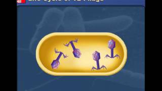 Lytic v Lysogenic Cycles of Bacteriophages [upl. by Yleik]