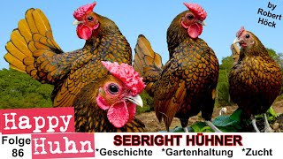 E86 Sebrights im Rasseportrait bei HAPPY HUHN  Englands gesäumte Urzwerge Sebright Hühner bantams [upl. by Hailey406]