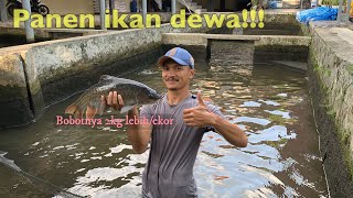 INI DIA GUDANG IKAN DEWA DI SUMEDANG JAWA BARAT [upl. by Sandell136]