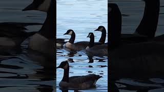 Canada Geese Swimming [upl. by Ariahay]