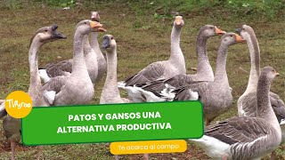 Patos y gansos una excelente alternativa productiva  TvAgro por Juan Gonzalo Angel Restrepo [upl. by Babbie732]