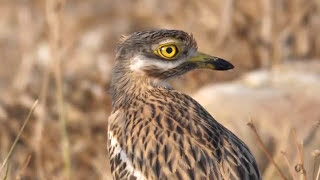 Occhione  Eurasian Stonecurlew Burhinus oedicnemus [upl. by Idnib824]