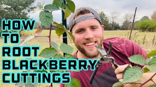 How to Propagate Blackberries From Cuttings [upl. by Anavoig628]