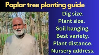 how to grow poplar tree  Poplar tree kaise lagaye complete info [upl. by Robinette]