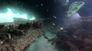 Long Beach Simonstown 20241019 Scuba [upl. by Sirrot]