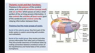 Anatomy of the Diencephalon  Dr Ahmed Farid [upl. by Walt139]