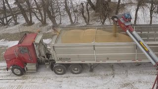 Hauling Soybeans to the Elevator [upl. by Tandie]