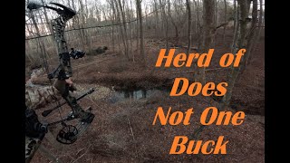 A Herd of Does  Not One Buck  Virginia Saddle Hunting [upl. by Tayyebeb]