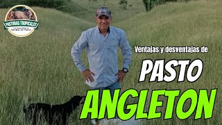 Ventajas y desventajas de PASTO ANGLETON ganaderiacolombiana ganaderoscolombia [upl. by Pasia982]