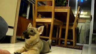 Swedish Vallhund Puppy Shayna 8 weeks [upl. by Evey652]