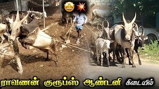 ராவணன் குரூப்ஸ் ஆண்டனி கிடையில் Ravanan Groups New Bull Antony 🔥💥Jallikattu 2024 [upl. by Piper]