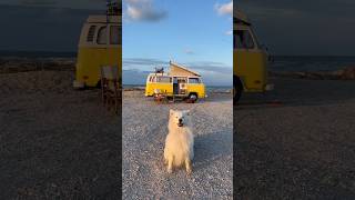 This dog is living the vanlife 😍 samoyed dog vanlife bestof [upl. by Narut793]