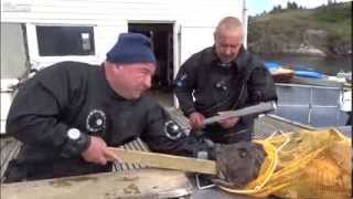 FULL Russian Divers Agony After Monkfish Bites Hand [upl. by Ixel]