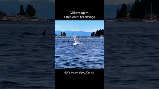 Amazing sounds  Orcas breathing  Vancouver Island orca canada travel [upl. by Enimzaj233]