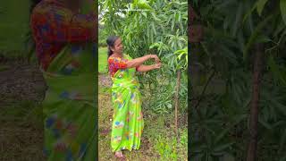 Rainy season Kesar mangos in our garden kokanmangorainy day [upl. by Nomma]