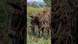 🥰 Somos una tierra dulce como la Panela 🇨🇴 BarbosaSantander HoyaDelRioSuárez Paneleros Panela [upl. by Assiluj]